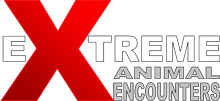 Extreme Animal Encounters LTD